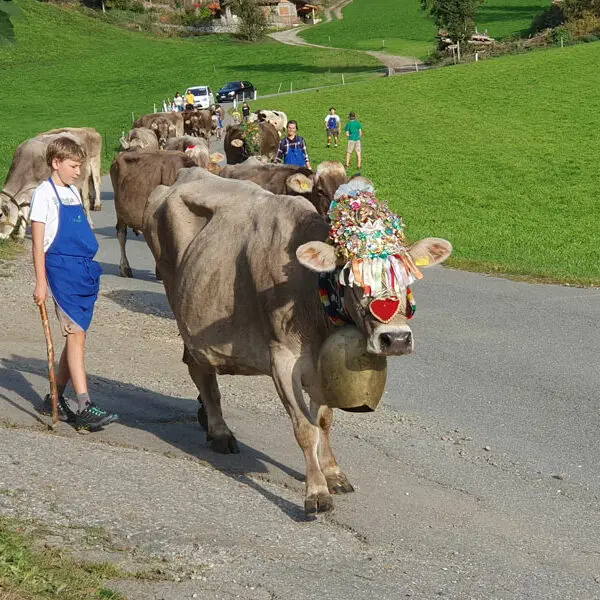 Almabtrieb-direkt-vor-dem-Hof Almabtrieb-direkt-vor-dem-Hof