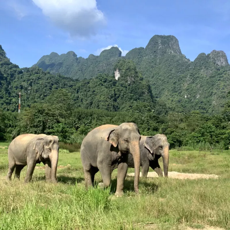 Elephant-Hills,-3-Elefanten Foto: © Andrea Fischer