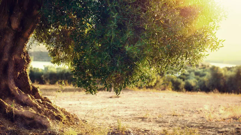 hinterland Olivenbaum Foto: © hinterland