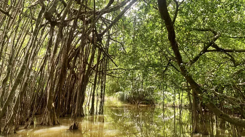 Mangroven-Dschungel, Elephant Hills Foto: © Andrea Fischer