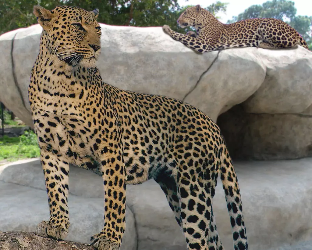 Napels Zoo - Leopard