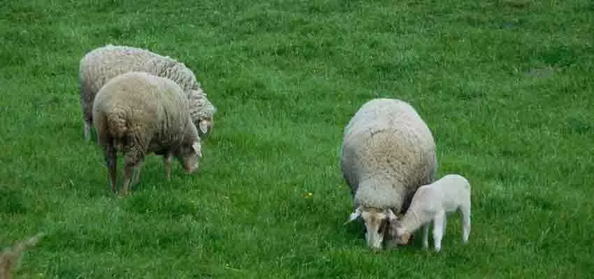 Schafe auf der Weide bei der Radltour durch Bayern