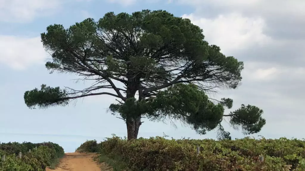 Stellenbosch Baum