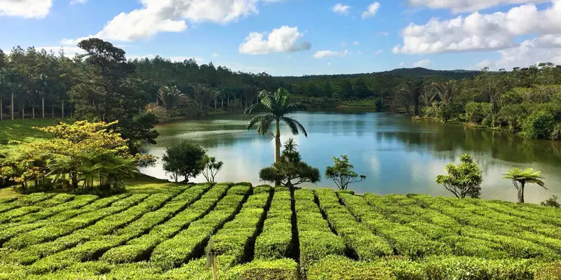 Teeplantage-Mauritius
