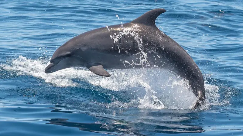 Teneriffa_Whale_Bild.LandmarPR.quer Teneriffa Whale Watching