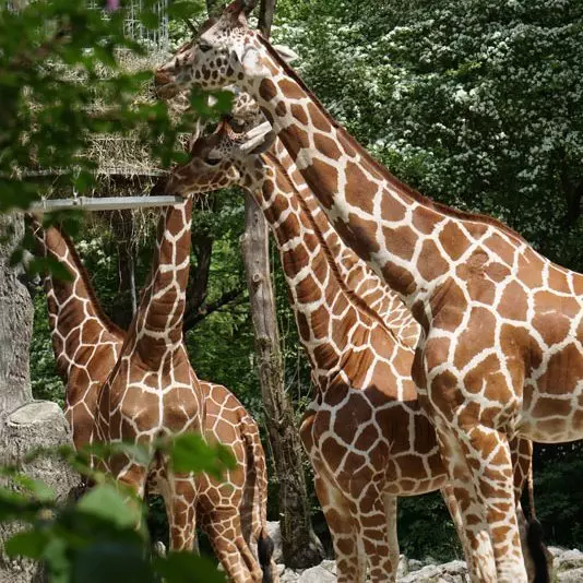 Tierpark Hellabrunn Giraffen